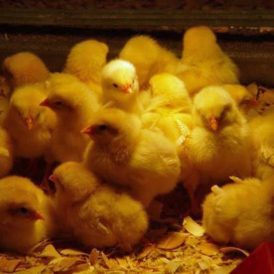 Hiatus is Over and the Farm is Waking Up for Scrambled Eggs